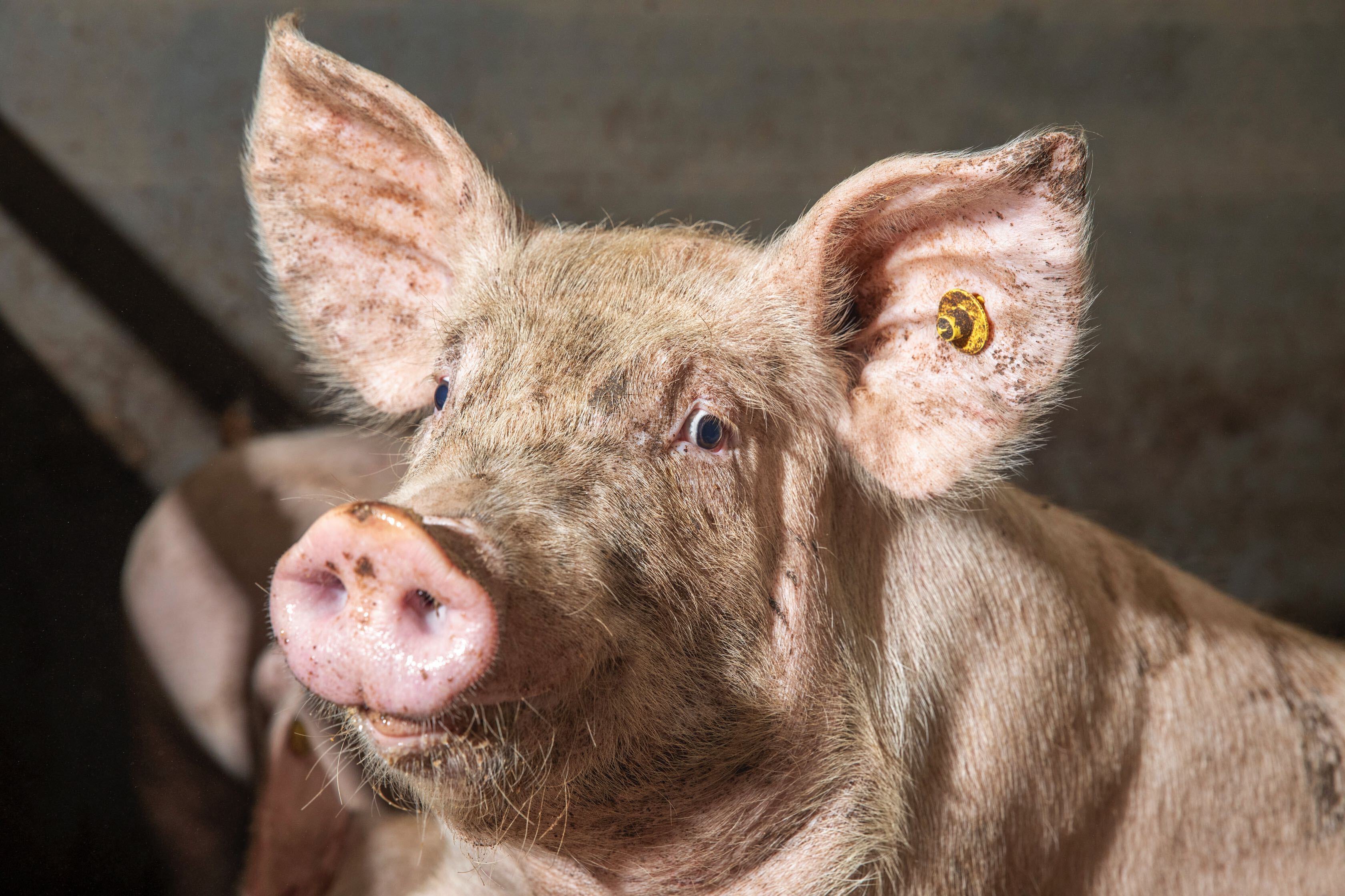 Varkensmest verwerken Twence thumb