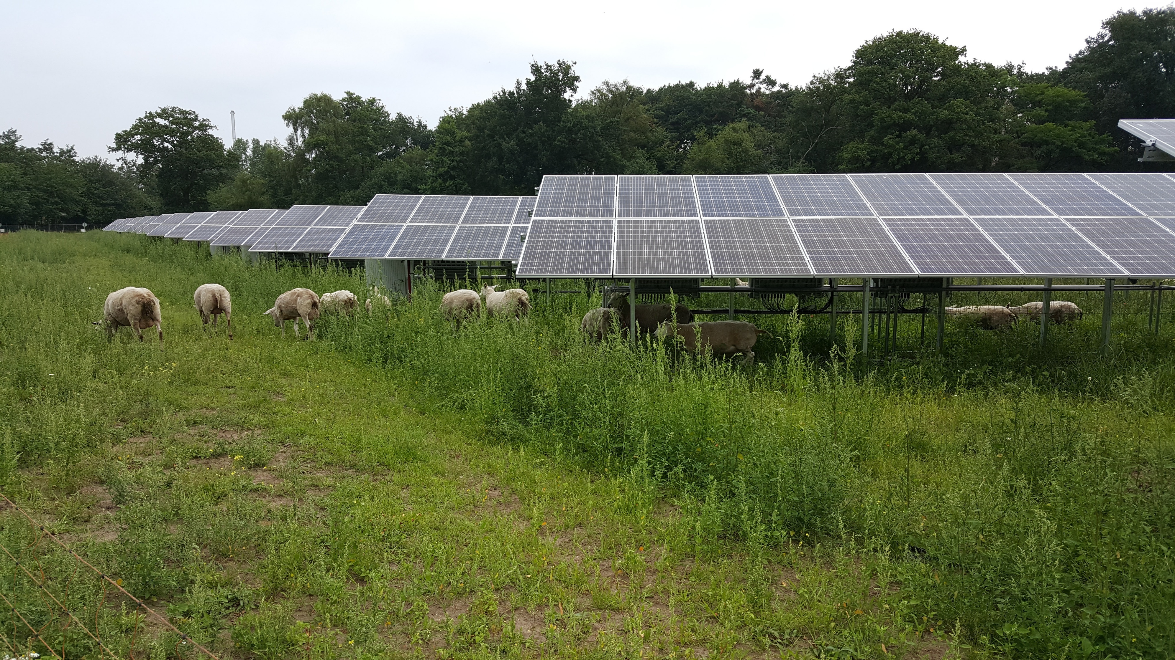 Zonnepanelen schapen